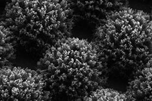 西双版纳西双版纳蔡司显微镜